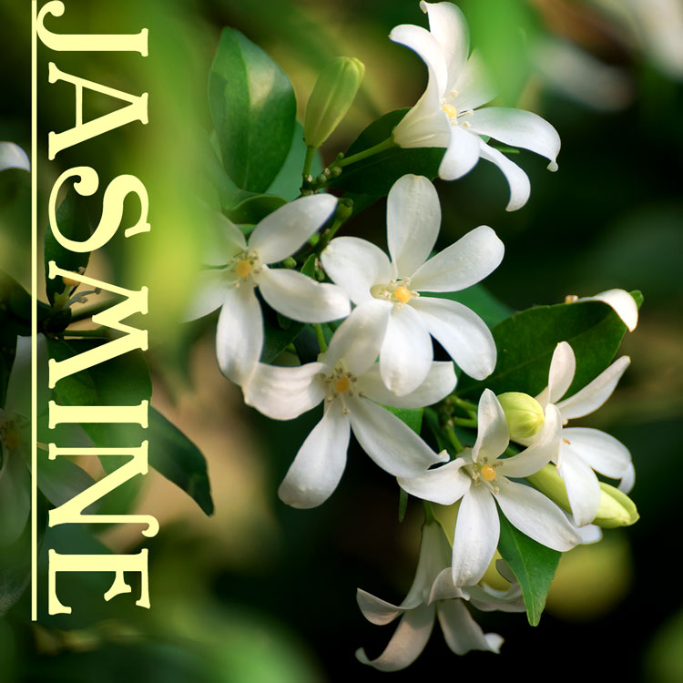 ジャスミンってどんな花？花言葉や世界の豆知識、生活に取り入れる方法を大公開！