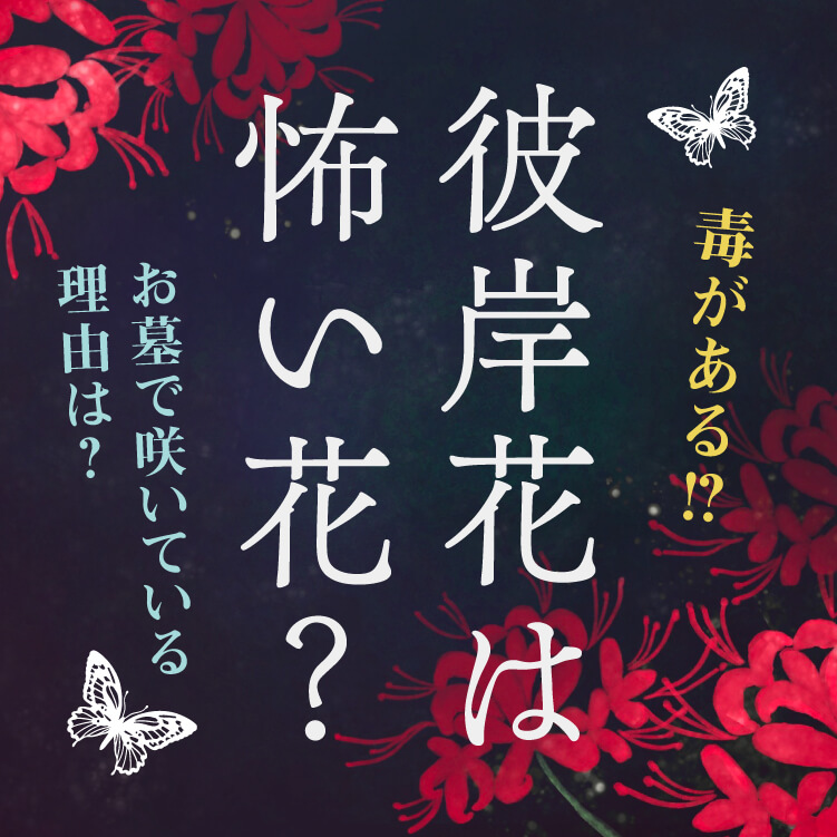 彼岸花は怖い花？花言葉の意味や別名、毒を持つ特徴などをご紹介！