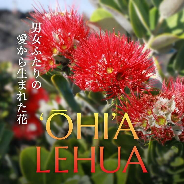 ハワイ島の島花「オヒア・レフア」とは？素敵な伝説や大切な保護活動もご紹介！