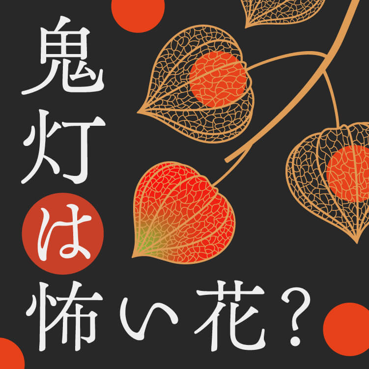 鬼灯には怖い花言葉がある？花言葉の由来や鬼灯の特徴などについて解説！