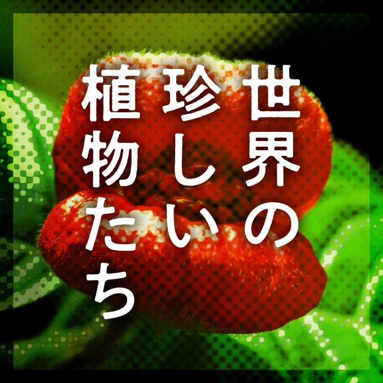奇妙で面白い！世界の珍しい植物たち