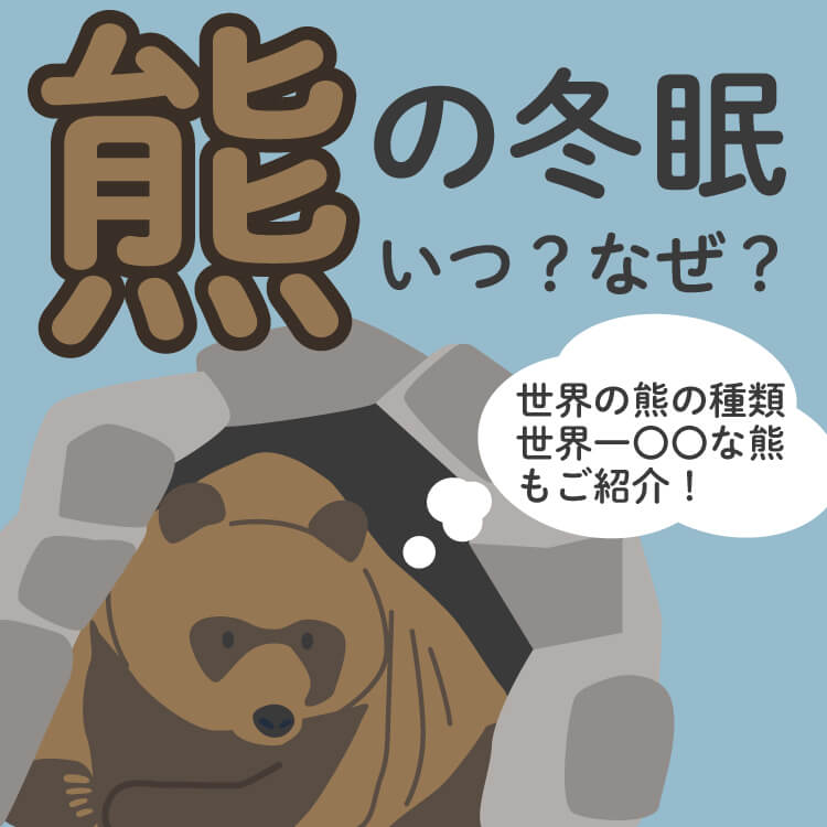 なぜ？どこで？クマの冬眠について深堀り！｜世界に生息する熊・世界一〇〇な熊もご紹介！