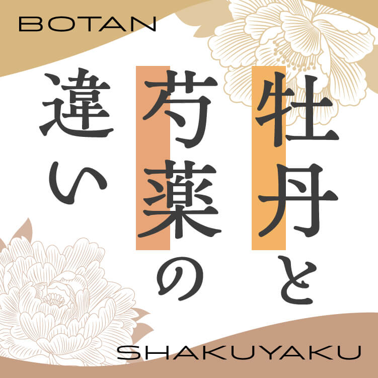 「牡丹」と「芍薬」の違いは？見分け方やそれぞれの特徴・花言葉をわかりやすくご紹介！