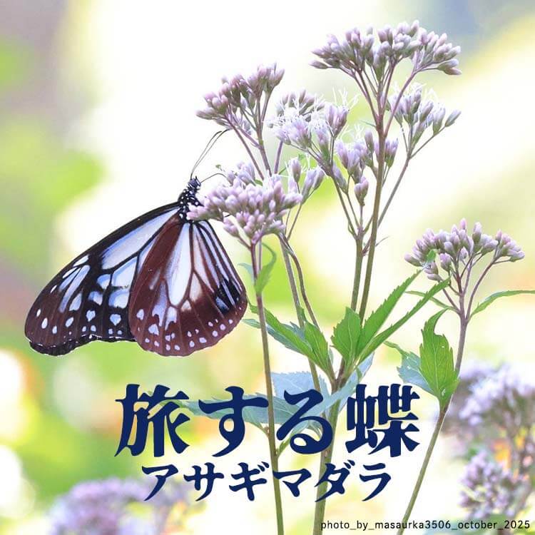 アサギマダラはなぜ旅をする？長距離移動する蝶の謎