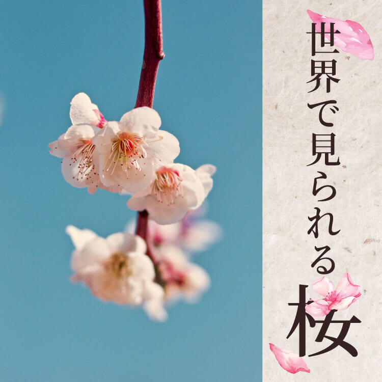 日本だけじゃない！海外で見られる桜の特徴と桜の名所をご紹介