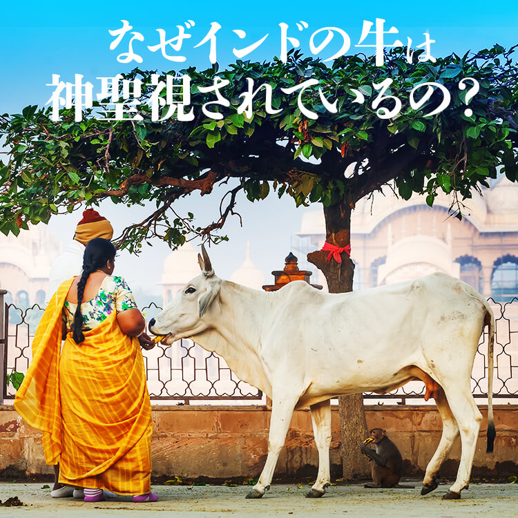 なぜインドの牛は神聖視されているの？文化から牛肉タブーの理由を読み解く