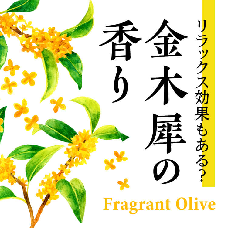 秋の訪れを告げる花「金木犀」の香りとは？特徴や効果、暮らしで楽しむ方法をご紹介