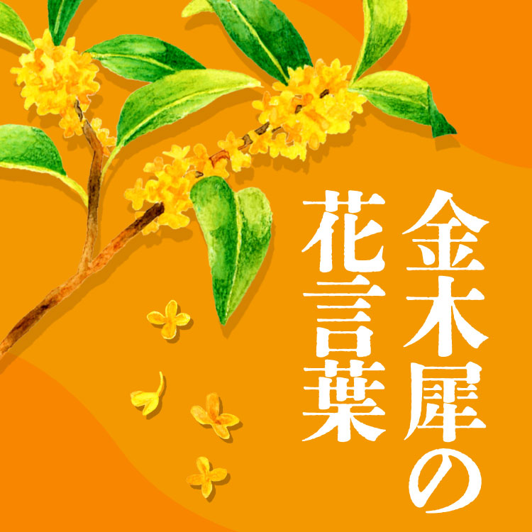 金木犀（キンモクセイ）の花言葉は？「怖い」意味があるって本当？言葉の意味や由来から香りの楽しみ方まで徹底解説