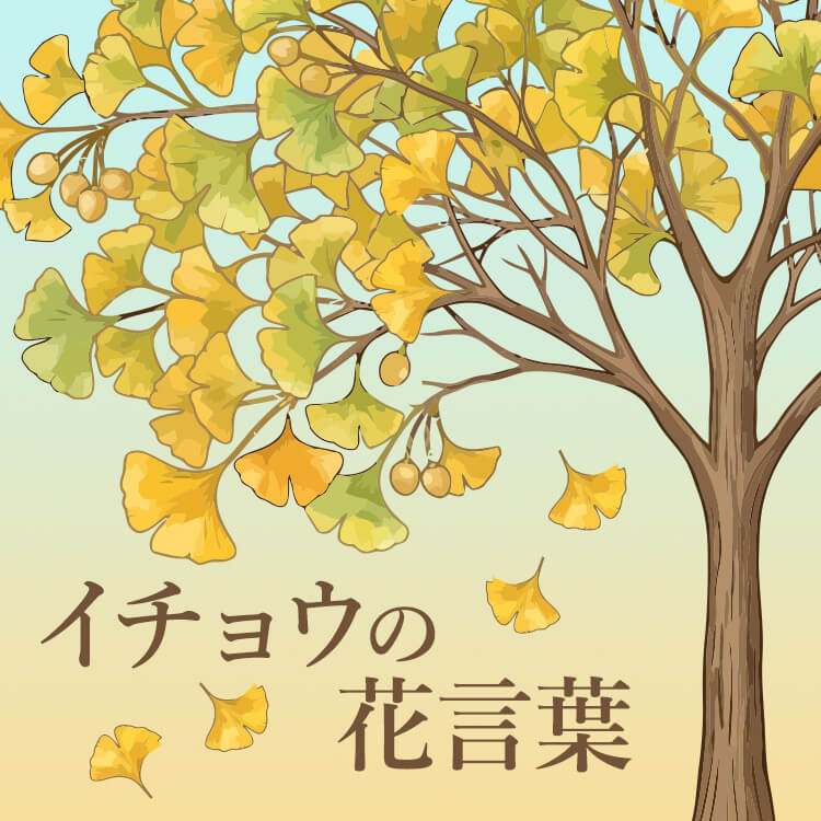 イチョウの木は「長寿」の象徴？イチョウに付けられた花言葉の意味や由来とは？